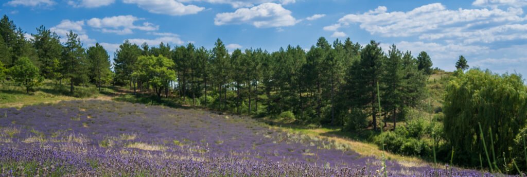 LAVANDER FIELDS IN PROVENCE